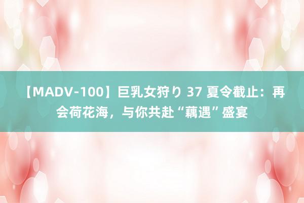 【MADV-100】巨乳女狩り 37 夏令截止：再会荷花海，与你共赴“藕遇”盛宴